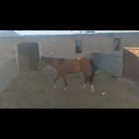 اسب نر ۲۰ماهه