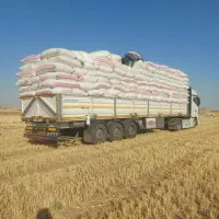 خریدار کاه گندم و نخود