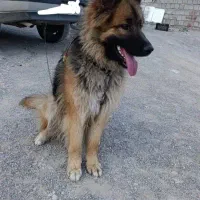 سگ ژرمن شپرد نر