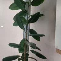 گل فیکوس