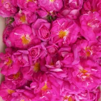 گل محمدی