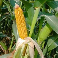 ذرت علوفه ای پر دان