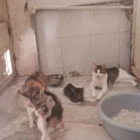 واگذاری گربه رایگان