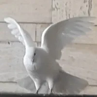 کفتر سفید نر هل پا لخت آس