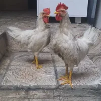 خروس