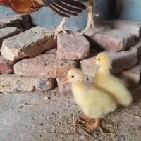 جوجه غاز و جوجه مرغ شاخدار