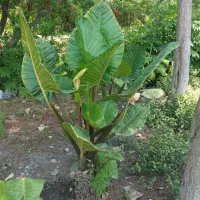 گل بابا آدم