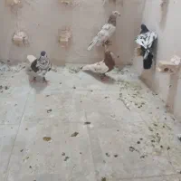 کبوتر