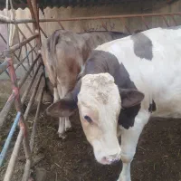گوساله چاق بزری