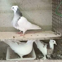 کفتر طوقی
