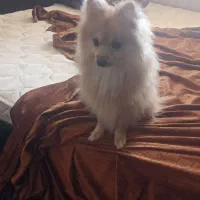 سگ پامر