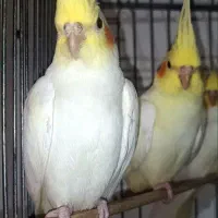 جوجه عروس هلندی