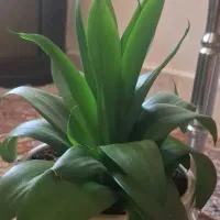 گل گلخانه ای