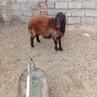 بره نر همو