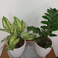 دوتا گل طبیعی باگلدان سرامیکی