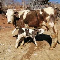 گاو بور سمینتال جوان دو شکم با گوساله ماده