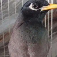 نگهداری جوجه مینا