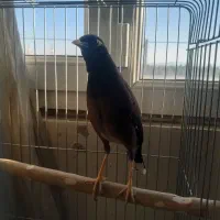 مرغ مینا سخنگو دوساله نر