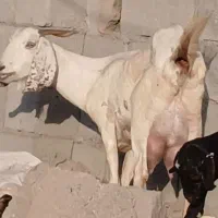 بز کهره نجدی پرشیر موقعیت