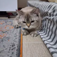 گربه