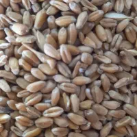 گندم خریدارم درمحل شمانقدی