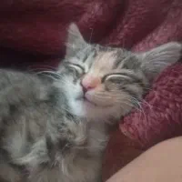 بچه گربه