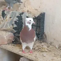 ماده طوق سرخ