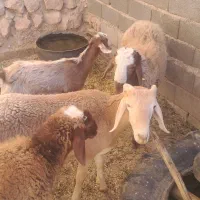 دو عدد گوسفند فروشی