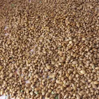 بادام کاغذی