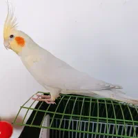 عروس هلندی نروماده