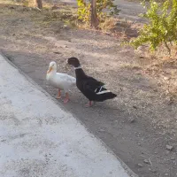 اردک