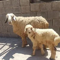 فروش میش قشی و بره ماده سالم