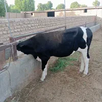 تلیسه کل نخورده
