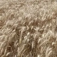 زمین کشاورزی