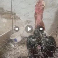 لاری زیبا