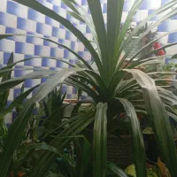 گل بزرگ پاندانوس یا عنکبوتی