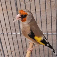 سهره.  دورگ. کرمونی. استان فارسی