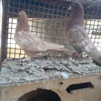 کبوتر|پرنده|چنارود, |دیوار