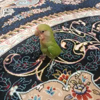 طوطی برزیلی