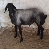 بره نر