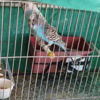 دو جفت مرغ عشق مولد