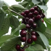 گیلاس درجه یک