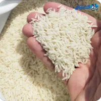 فروش برنج هاشمی درجه یک ارسال از مازندران