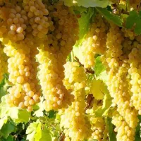 باغ انگوری جهت ویلا و سوله ینده ای روشن