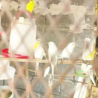 پرنده|پرنده|رودان, |دیوار