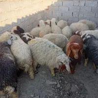 بره ماده ونر