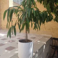 گل اپارتمانی بزرگ