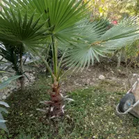 فروش یوکا سیکاس نخل افوربیا پرتقال نارنگی