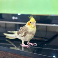عروس هلندی همراه با قفسه