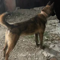 مالینویز